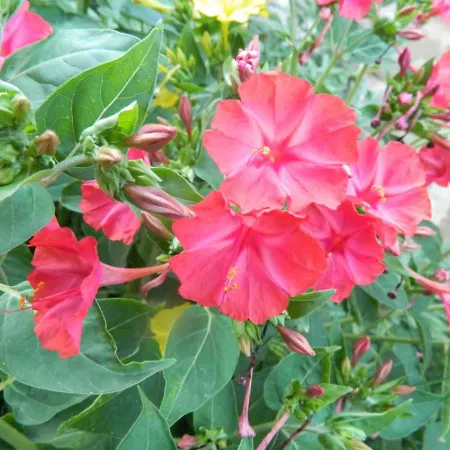 팜스테이 La Moiana 1756